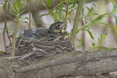 American Robin, Turdus migratorius