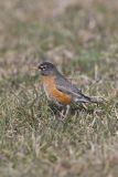 American Robin, Turdus migratorius