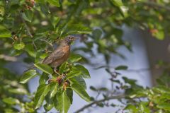 American Robin, Turdus migratorius