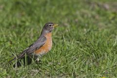 American Robin, Turdus migratorius