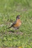 American Robin, Turdus migratorius