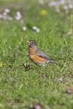 American Robin, Turdus migratorius