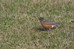 American Robin, Turdus migratorius