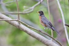 American Robin, Turdus migratorius