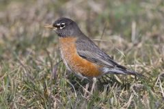 American Robin, Turdus migratorius