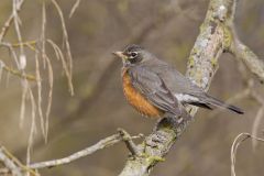 American Robin, Turdus migratorius