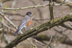 American Robin, Turdus migratorius