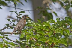 American Robin, Turdus migratorius