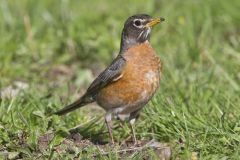 American Robin, Turdus migratorius