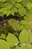 American Spikenard, Aralia racemosa