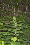 American spikenard, Aralia racemosa