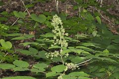 American Spikenard