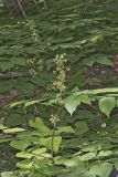 American spikenard, Aralia racemosa