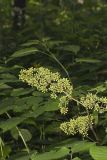 American spikenard, Aralia racemosa