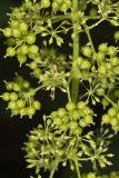 American spikenard, Aralia racemosa