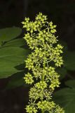 American spikenard, Aralia racemosa