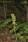 American spikenard, Aralia racemosa