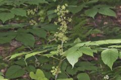 American Spikenard, Aralia racemosa
