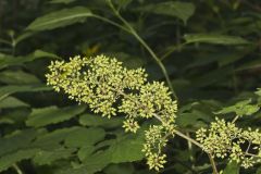 American Spikenard, Aralia racemosa