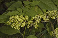 American Spikenard, Aralia racemosa
