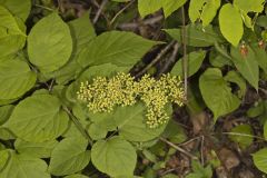 American Spikenard, Aralia racemosa