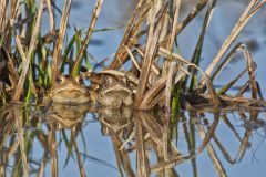 American Toad, Anaxyrus americanus
