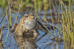 American Toad, Anaxyrus americanus