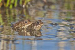 American Toad, Anaxyrus americanus