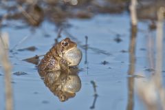 American Toad, Anaxyrus americanus