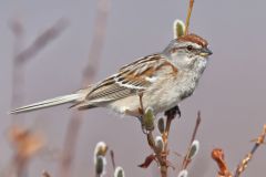 American Tree Sparrow