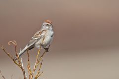 American Tree Sparrow, Spizella arborea