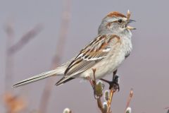 American Tree Sparrow, Spizella arborea