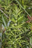 American Water Horehound, Lycopus americanus