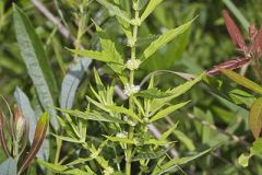 American Water Horehound