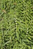 American Water Horehound, Lycopus americanus
