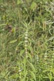 American Water Horehound, Lycopus americanus