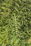 American Water Horehound, Lycopus americanus