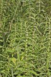 American Water Horehound, Lycopus americanus