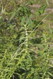 American Water Horehound, Lycopus americanus