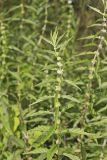 American Water Horehound, Lycopus americanus