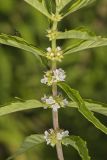 American Water Horehound, Lycopus americanus