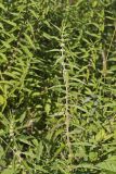 American Water Horehound, Lycopus americanus