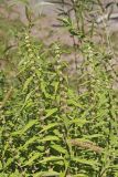 American Water Horehound, Lycopus americanus