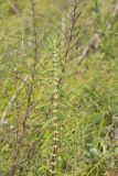 American Water Horehound, Lycopus americanus