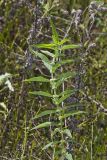 American Water Horehound, Lycopus americanus