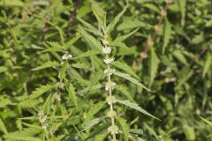 American Water Horehound, Lycopus americanus