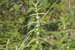 American Water Horehound, Lycopus americanus