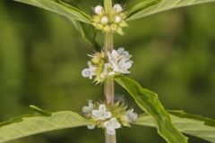 American Water Horehound, Lycopus americanus