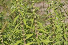 American Water Horehound, Lycopus americanus