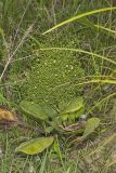 American Water Plantain, Alisma subcordatum
